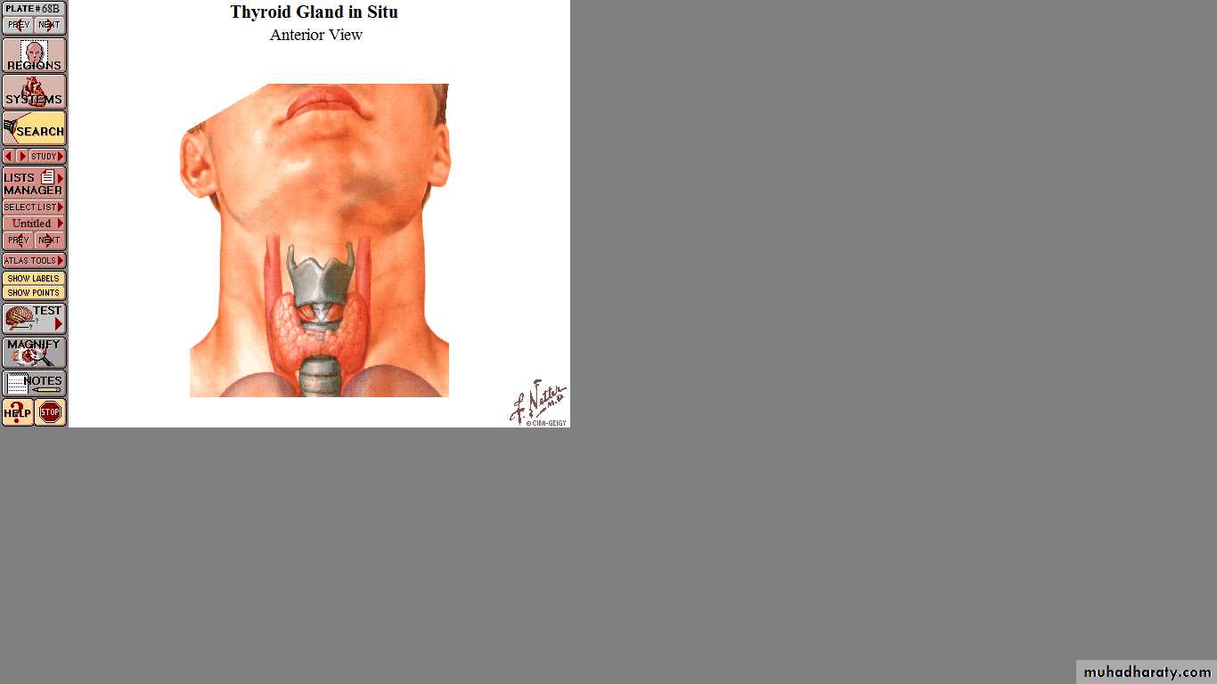 Endocrine histology