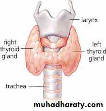 Endocrine histology