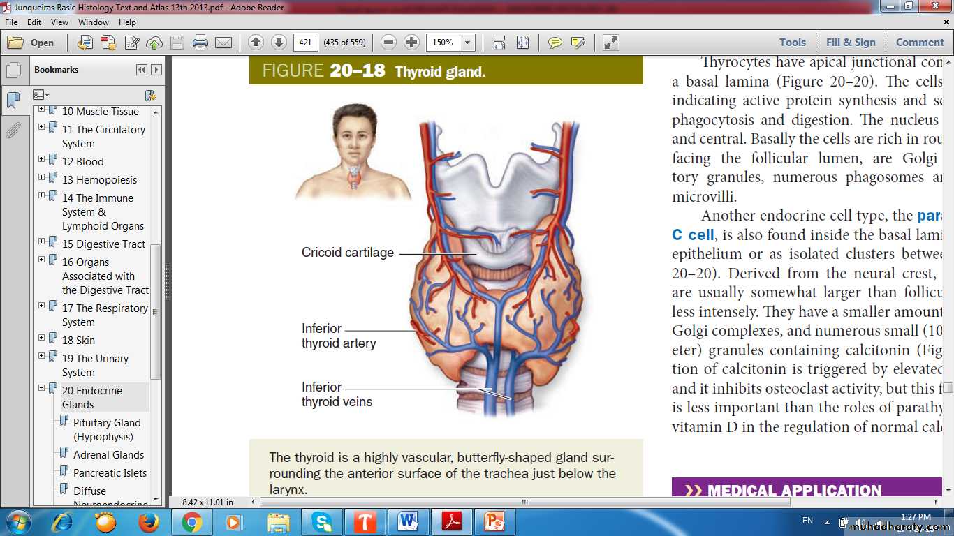 Endocrine histology