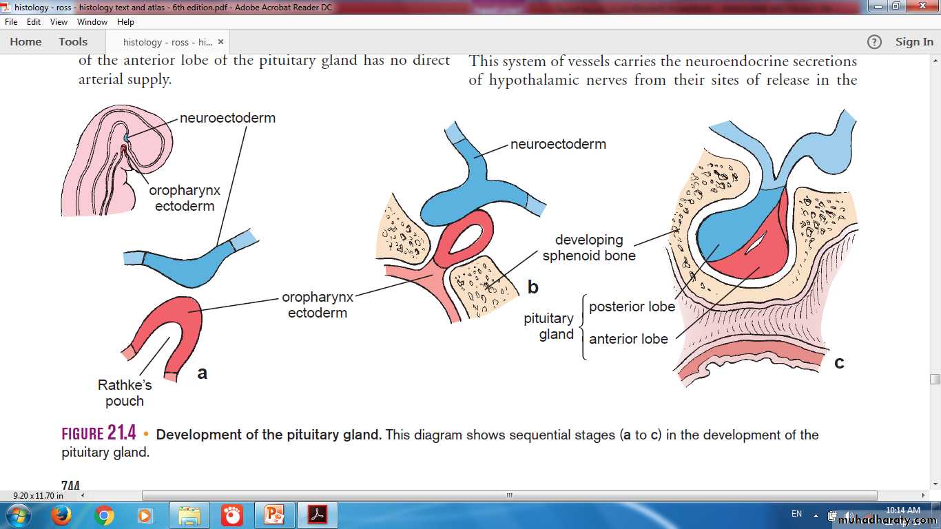 Endocrine histology