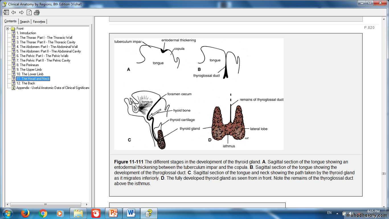 Endocrine histology