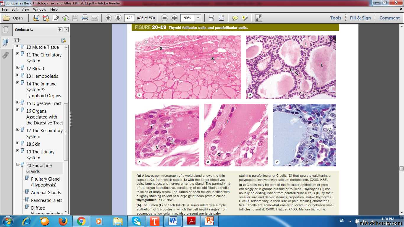 Endocrine histology