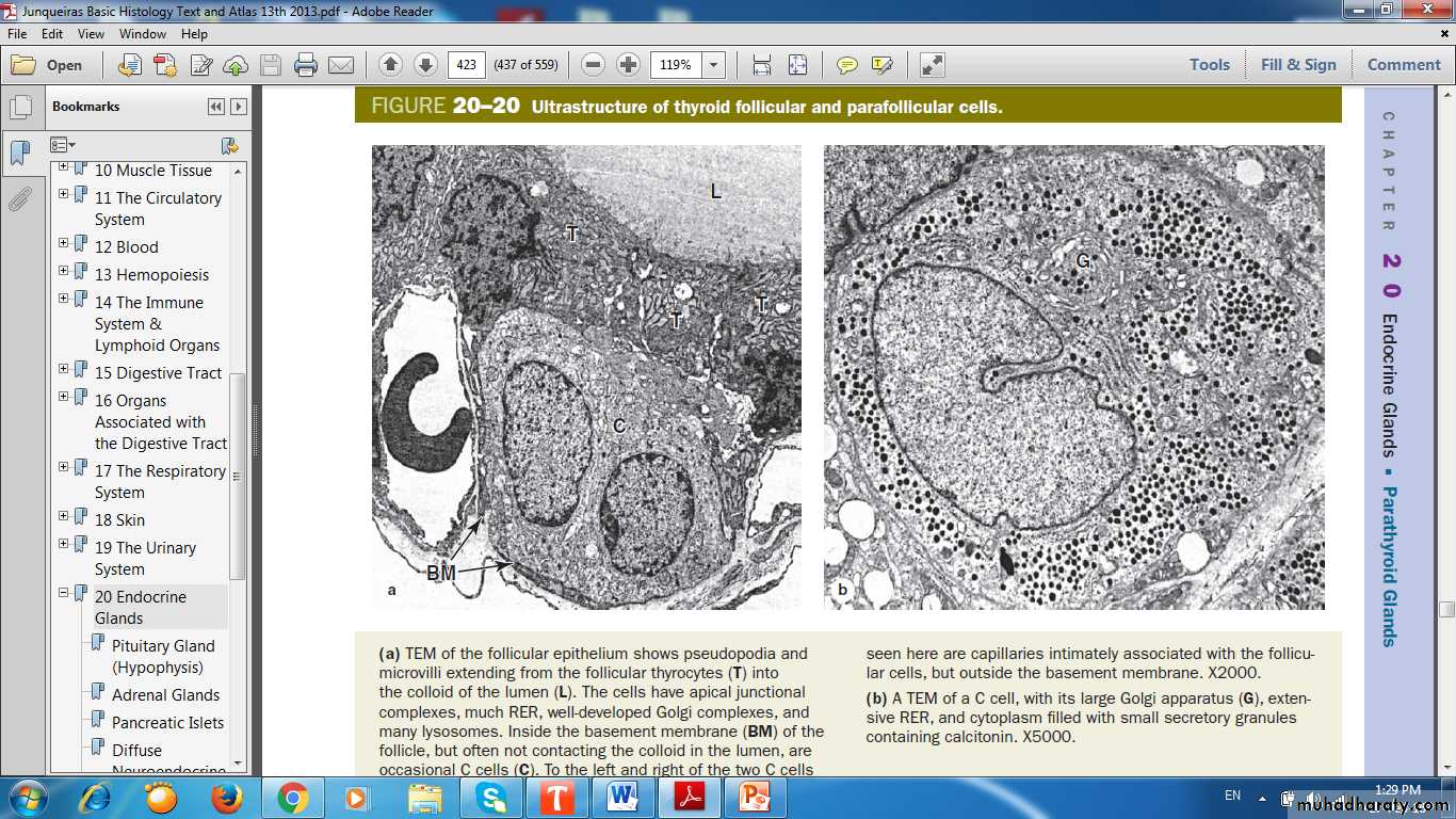 Endocrine histology