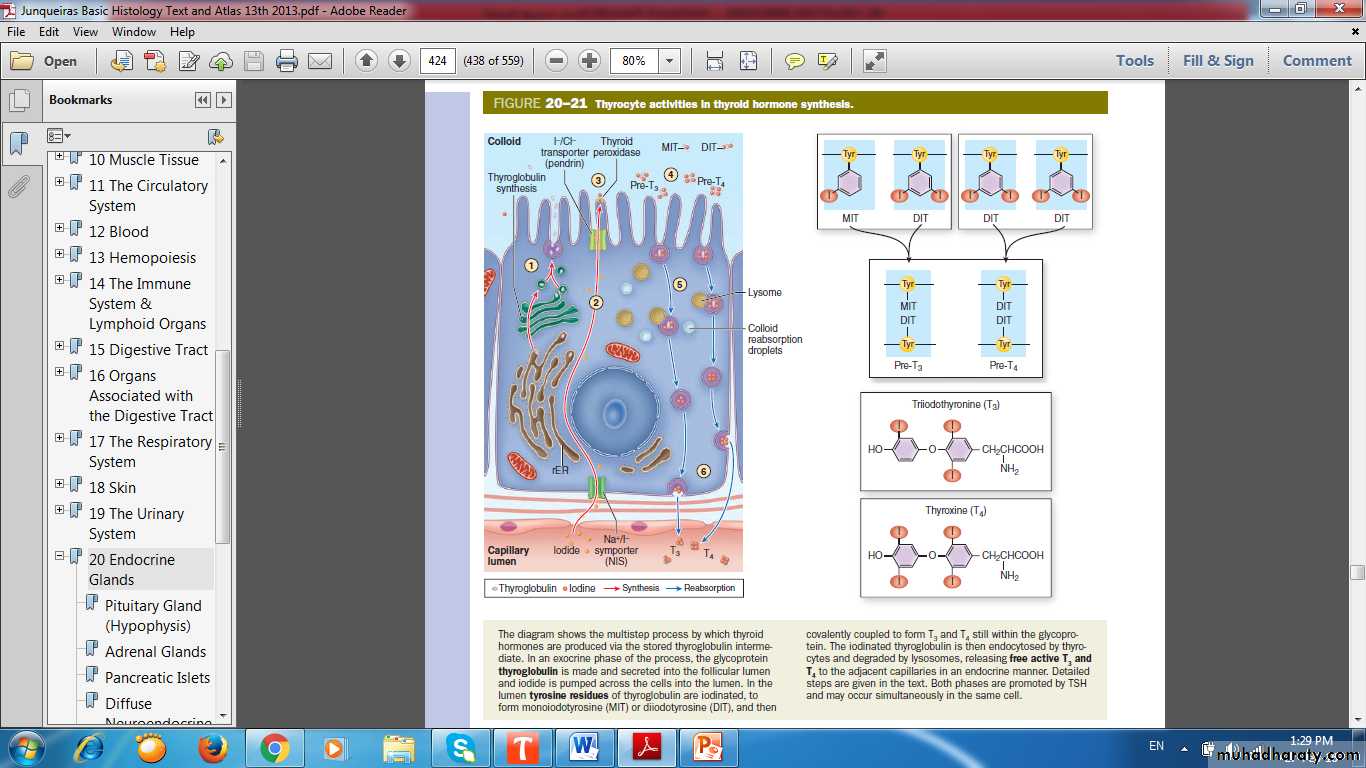 Endocrine histology