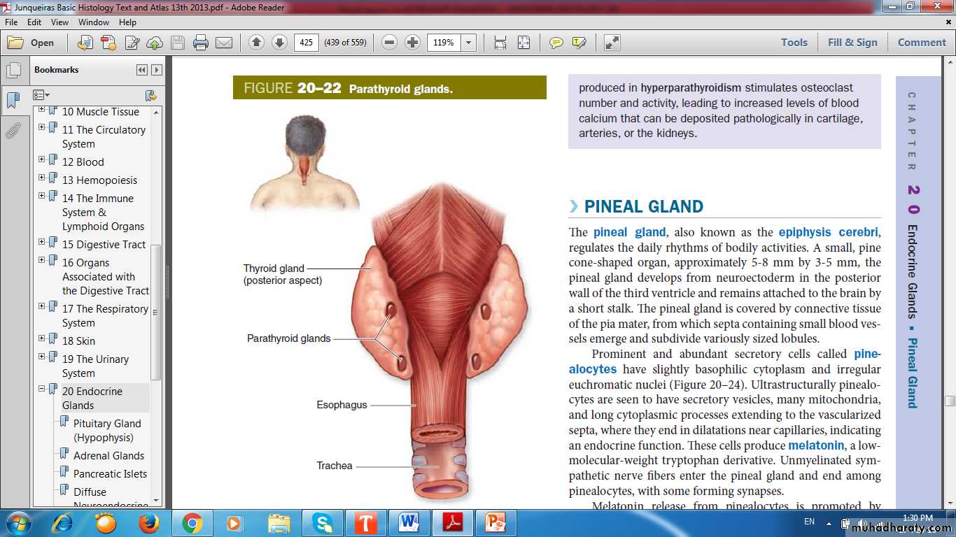Endocrine histology