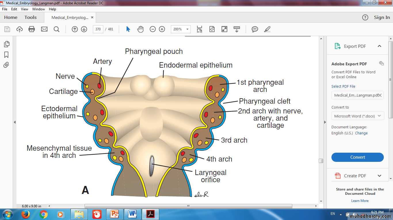 Endocrine histology