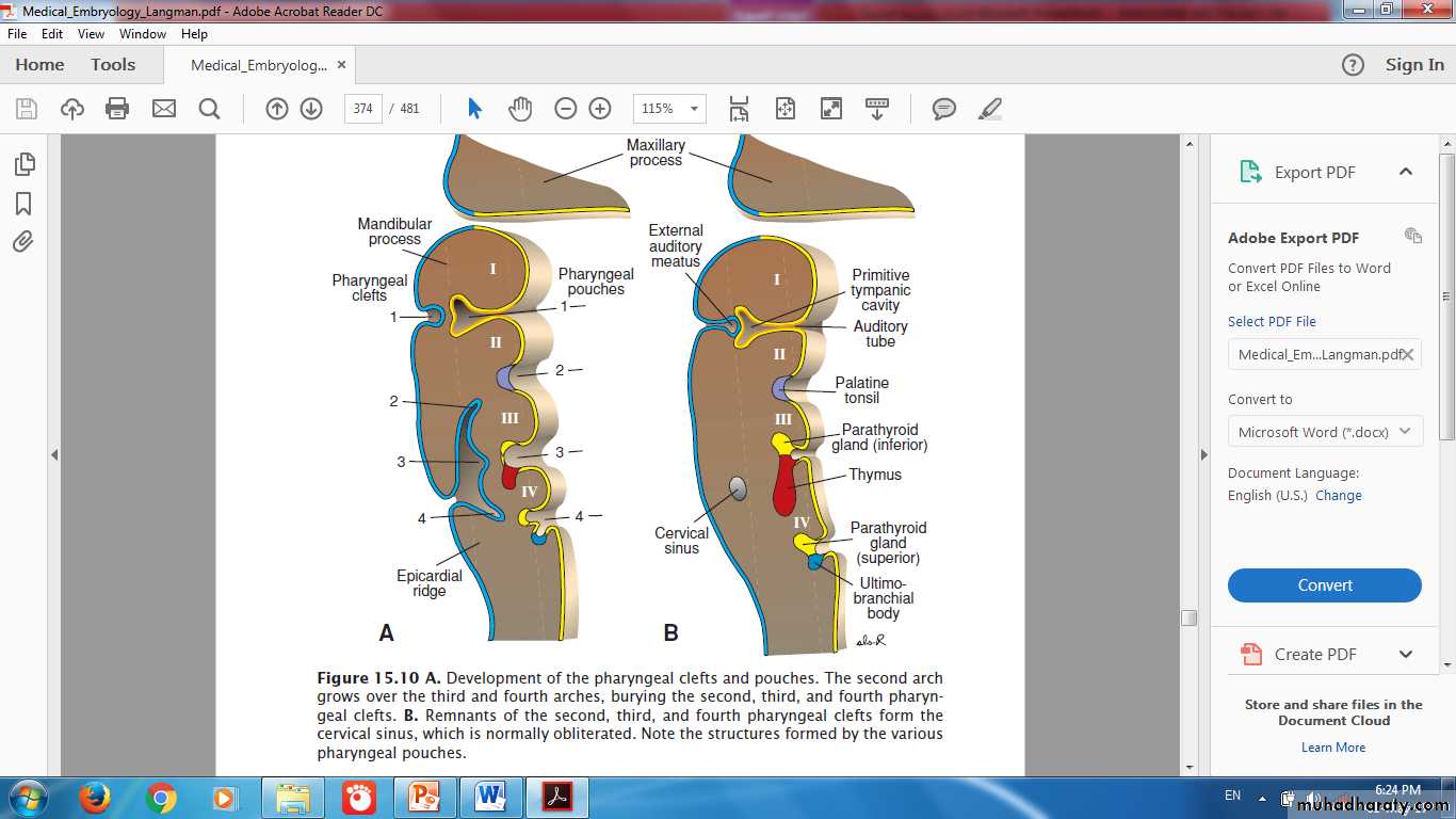 Endocrine histology