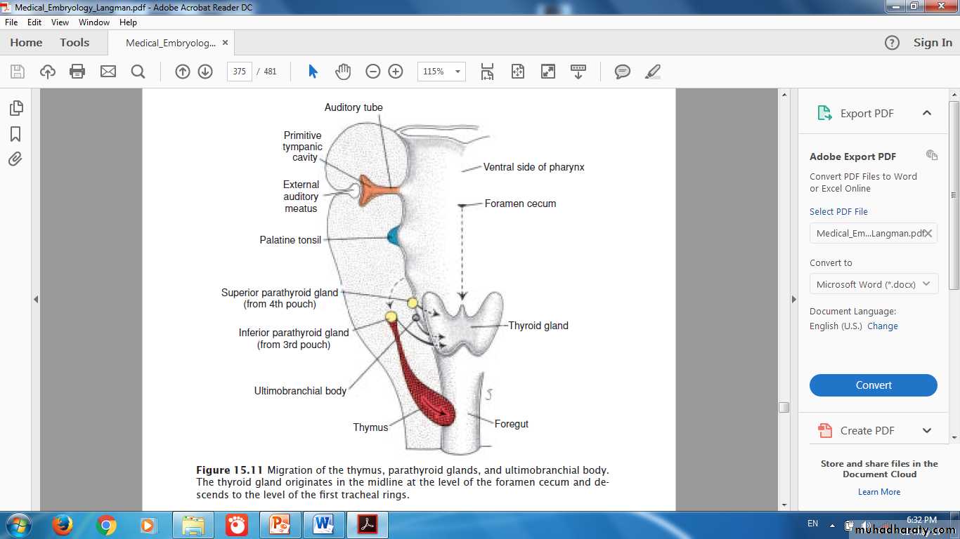 Endocrine histology
