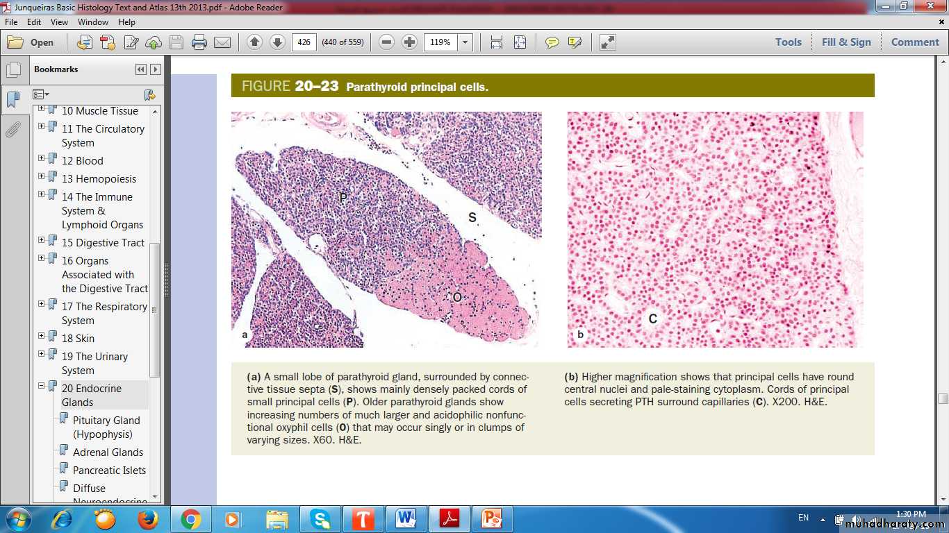 Endocrine histology