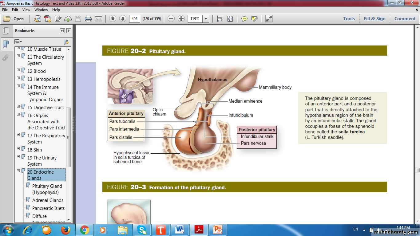 Endocrine histology