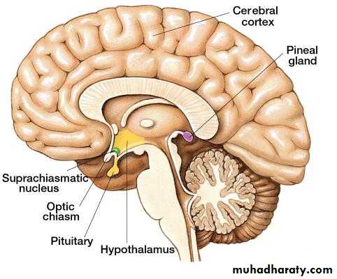 Endocrine histology