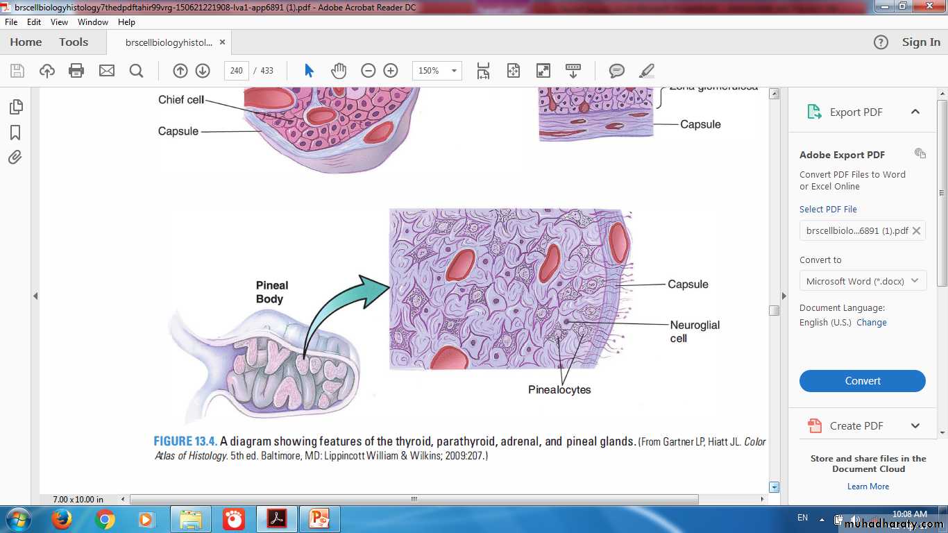 Endocrine histology