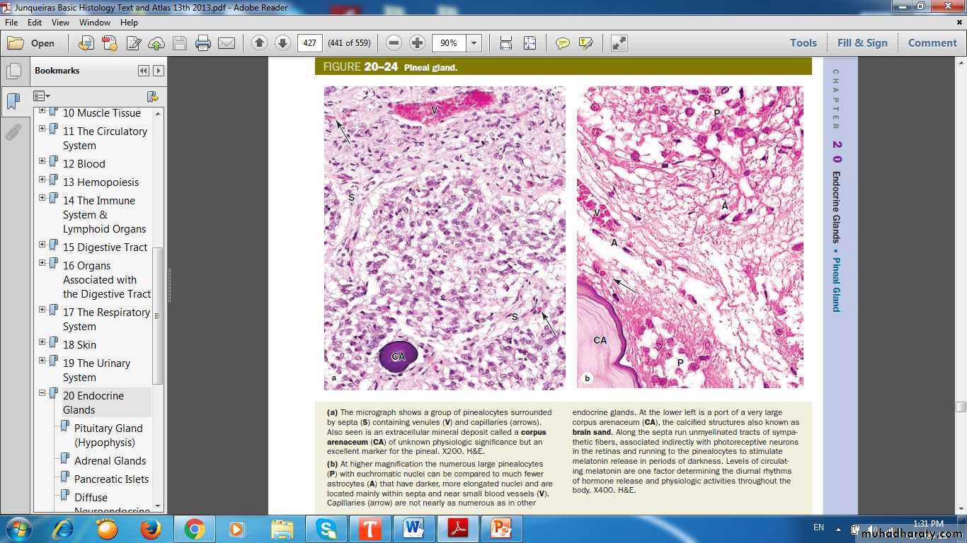 Endocrine histology