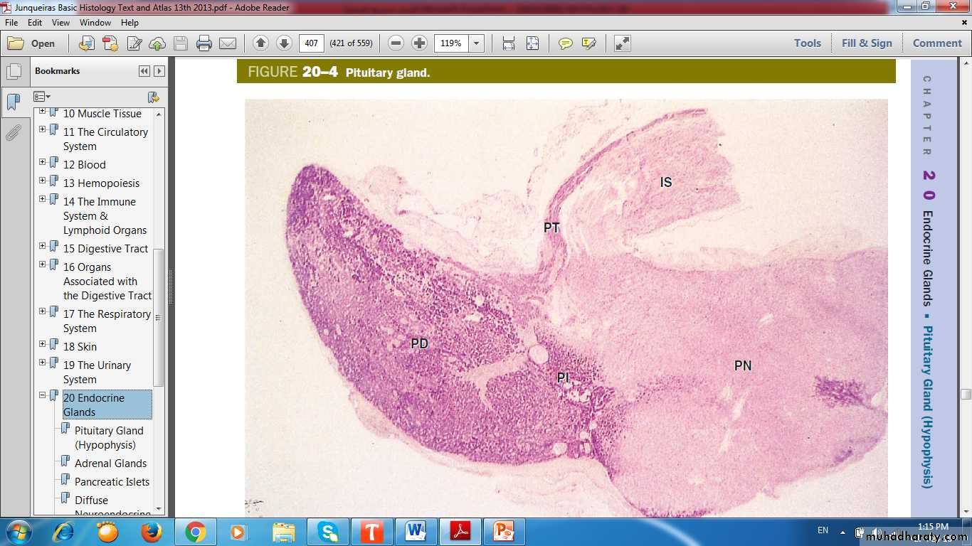 Endocrine histology