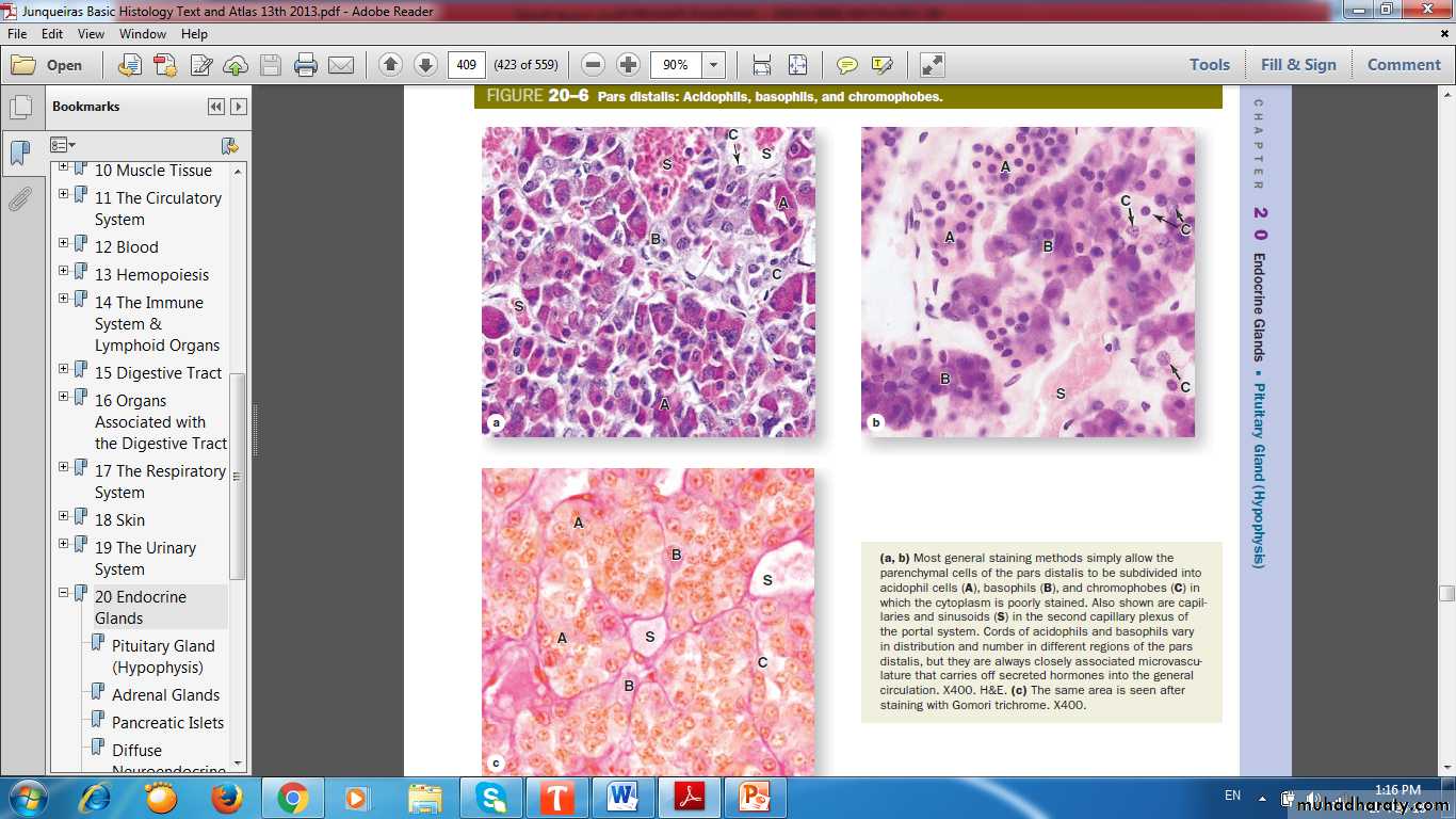 Endocrine histology