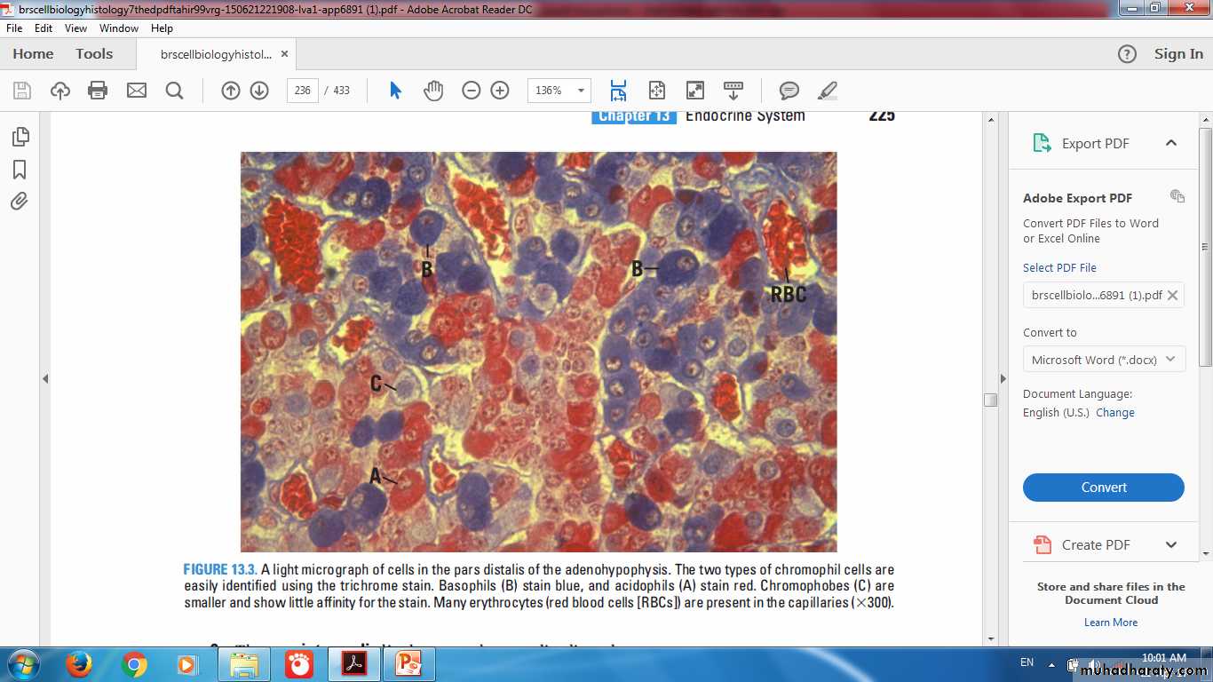 Endocrine histology