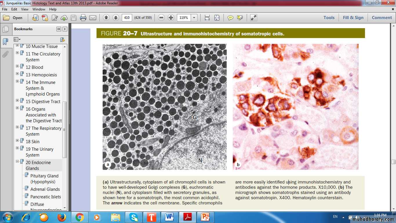 Endocrine histology