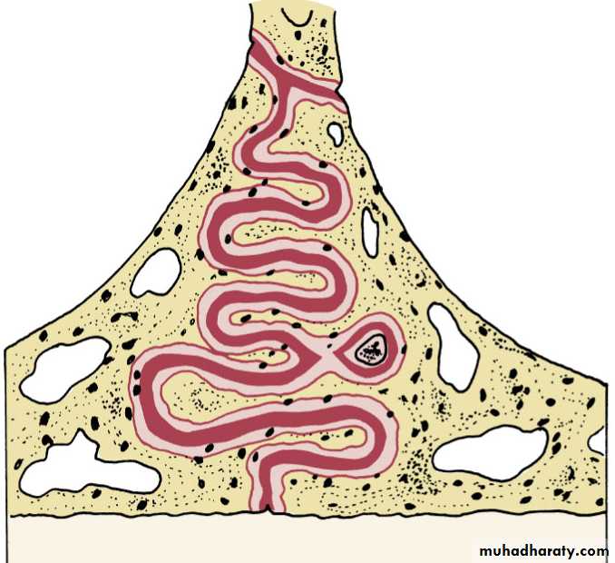 posterior crossbite