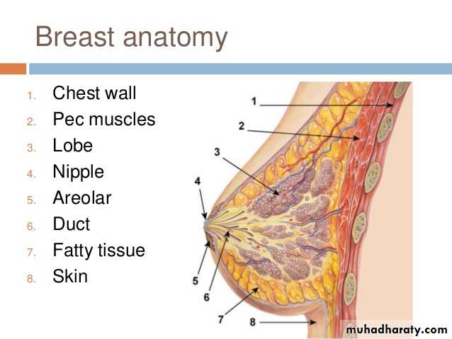 Mammogram