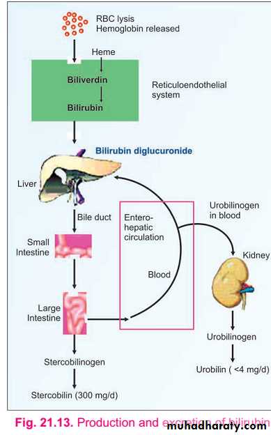 bilirubin