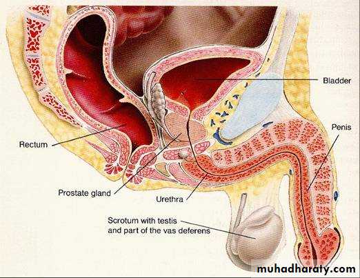 Urology