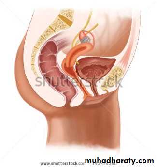 Urology