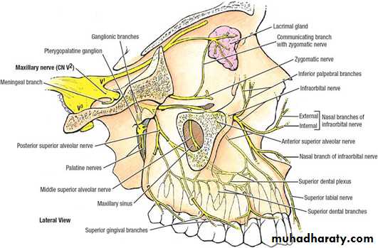 orthognathic surgery