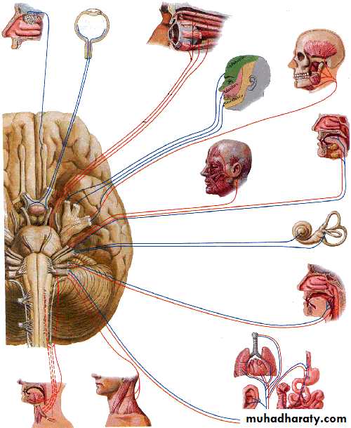 Cranial Nerves