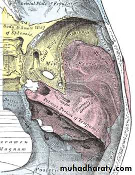 Cranial Nerves