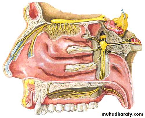 Cranial Nerves