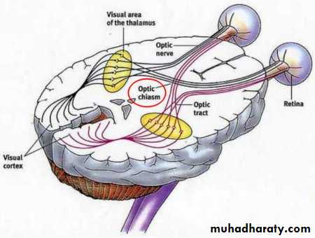 Cranial Nerves