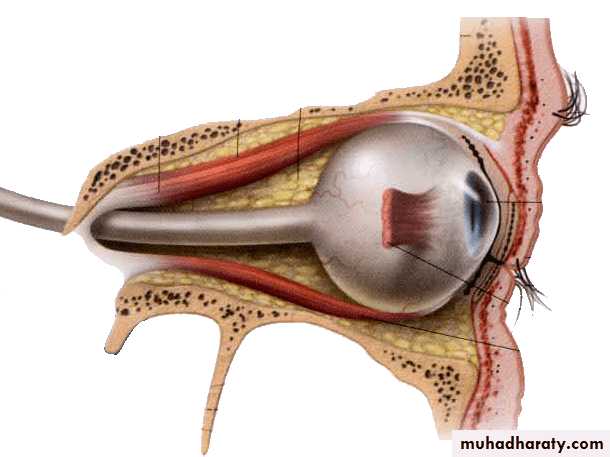 Cranial Nerves