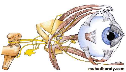 Cranial Nerves
