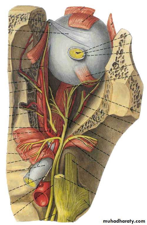 Cranial Nerves