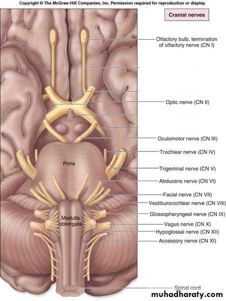 Cranial Nerves