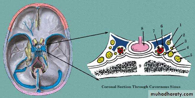 Cranial Nerves