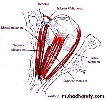 Cranial Nerves