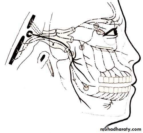 Cranial Nerves