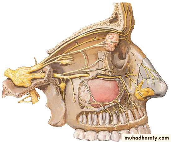 Cranial Nerves
