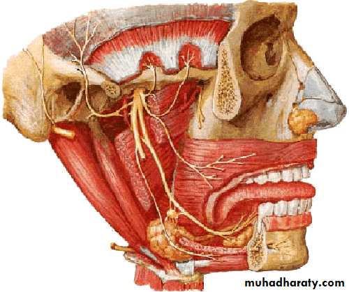 Cranial Nerves