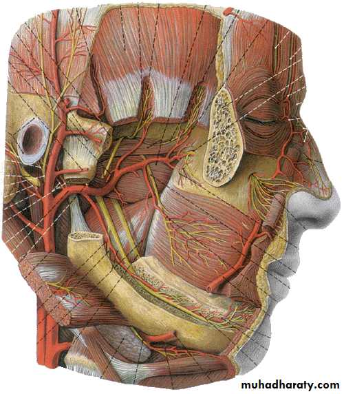 Cranial Nerves