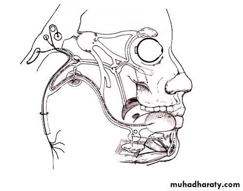 Cranial Nerves
