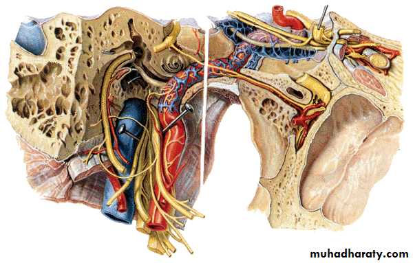 Cranial Nerves