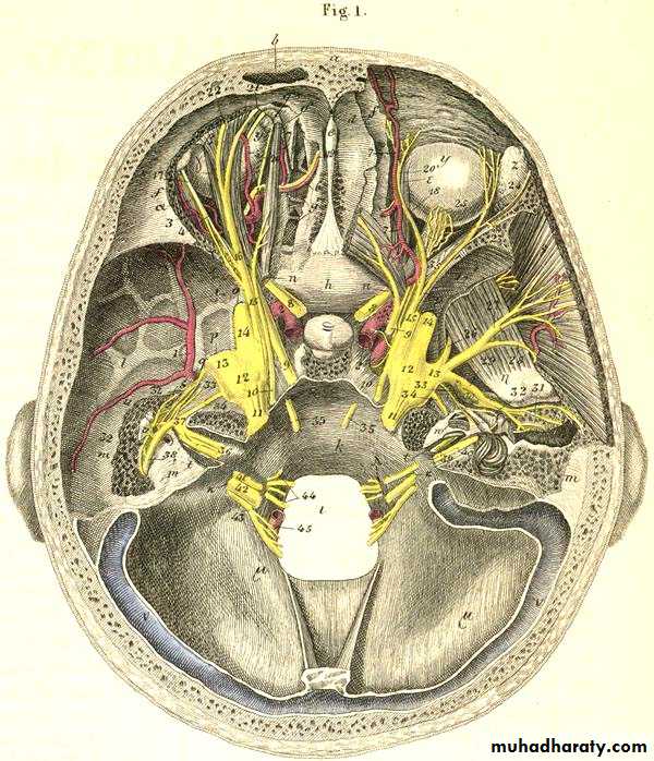 Cranial Nerves