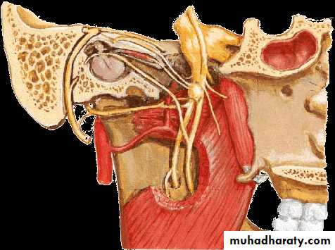 Cranial Nerves