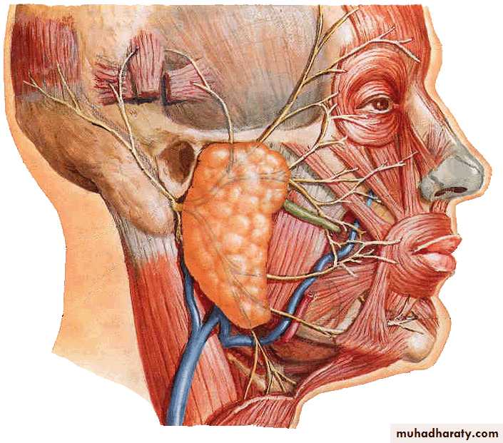 Cranial Nerves