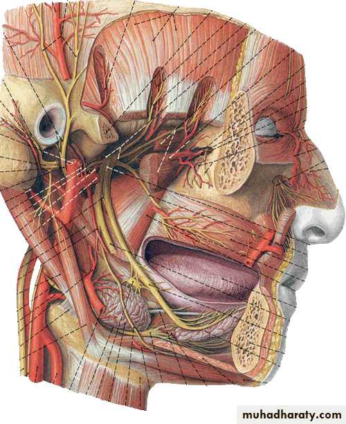 Cranial Nerves