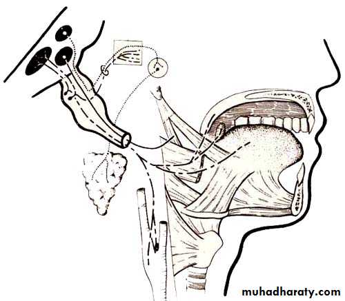 Cranial Nerves