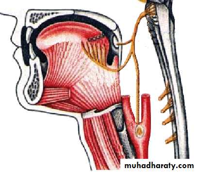 Cranial Nerves