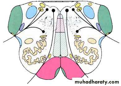 Cranial Nerves